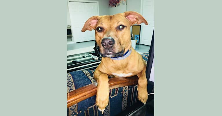 Joey, an American Pit Bull Terrier and Mountain Cur mix tested with EmbarkVet.com