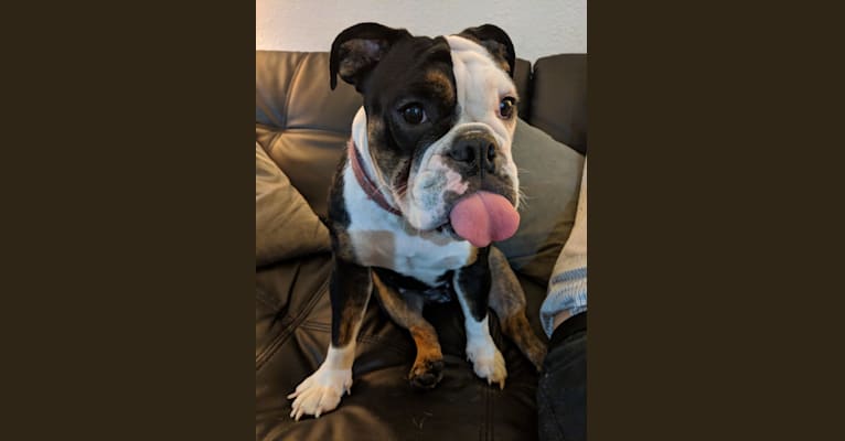Lily, a Bulldog tested with EmbarkVet.com