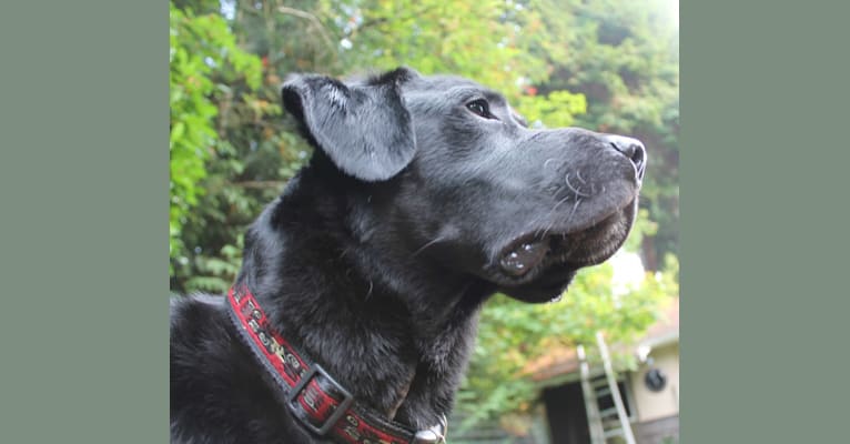 Joe, a Labrador Retriever tested with EmbarkVet.com