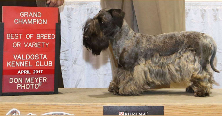 Otto, a Cesky Terrier tested with EmbarkVet.com