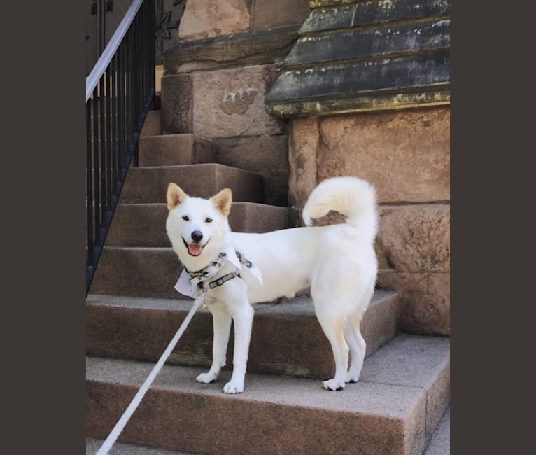 Nana, an East Asian Village Dog tested with EmbarkVet.com