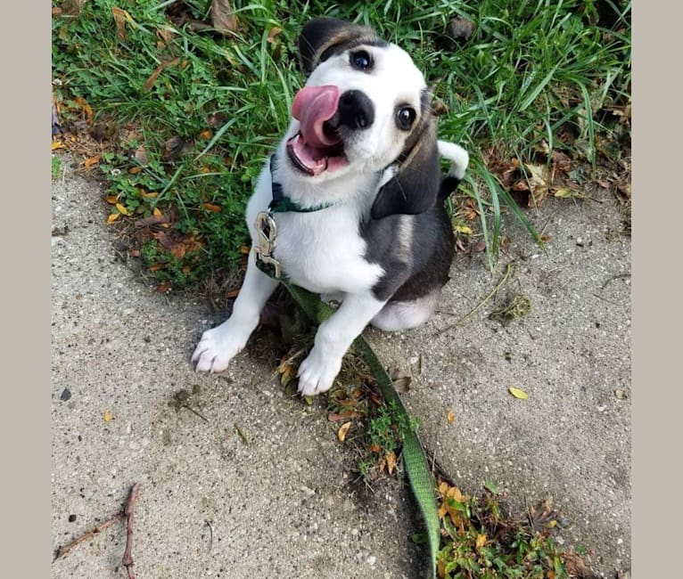 Ernie, a Treeing Walker Coonhound and Miniature/MAS-type Australian Shepherd mix tested with EmbarkVet.com