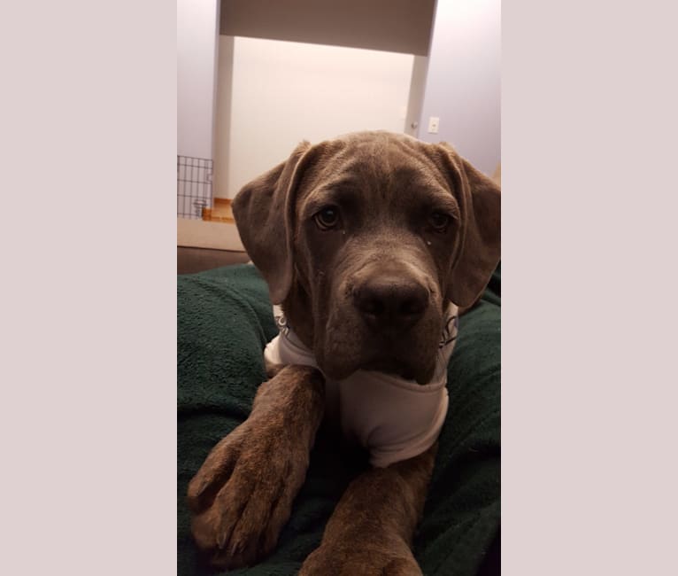 Cane corso weimaraner top mix