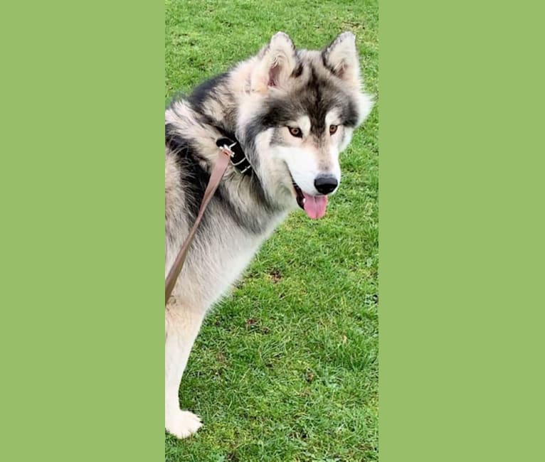 Husky dna test discount