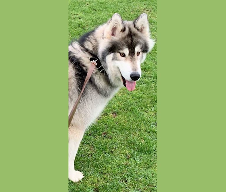 Shadow, a Siberian Husky and Alaskan Malamute mix tested with EmbarkVet.com