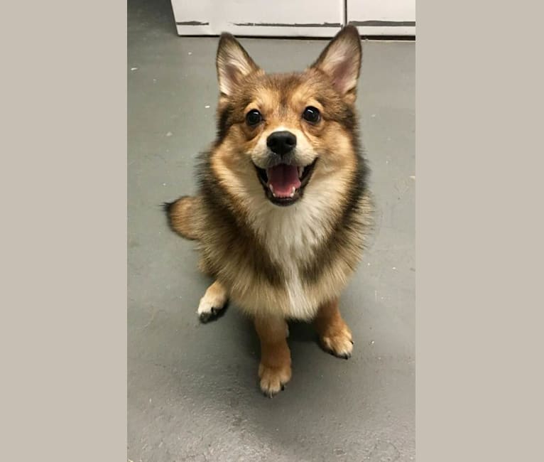 Annabelle, a Pembroke Welsh Corgi and Pomeranian mix tested with EmbarkVet.com