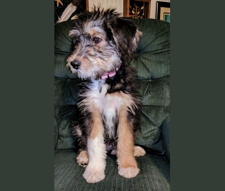 Embark Dog DNA Test Breed