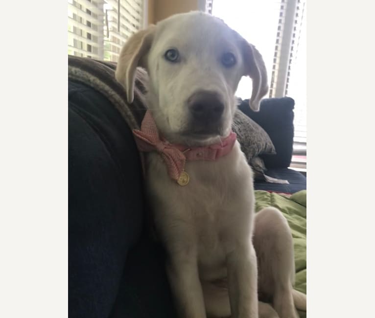 great pyrenees pitbull