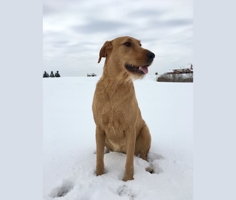 Beans, an Airedale Terrier and Bloodhound mix tested with EmbarkVet.com