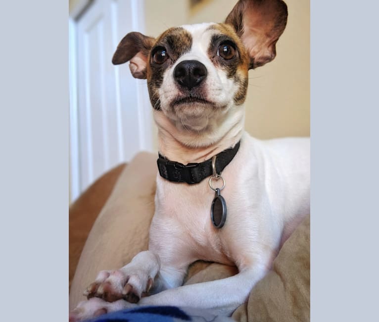 Ophelia, a Chihuahua and Boston Terrier mix tested with EmbarkVet.com