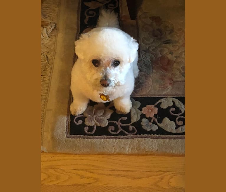Charlie, a Bichon Frise and Poodle (Small) mix tested with EmbarkVet.com