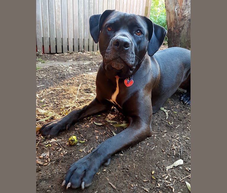Lilly, a Cane Corso and American Bully mix tested with EmbarkVet.com