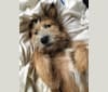 Friday, a German Shepherd Dog and Samoyed mix tested with EmbarkVet.com