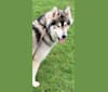 Shadow, a Siberian Husky and Alaskan Malamute mix tested with EmbarkVet.com