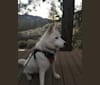 Sadie, a Siberian Husky tested with EmbarkVet.com