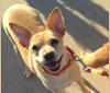 Candy, a Chihuahua and Chinese Shar-Pei mix tested with EmbarkVet.com