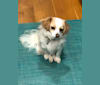 Lizzie, a Chihuahua and Poodle (Small) mix tested with EmbarkVet.com
