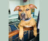Joey, an American Pit Bull Terrier and Mountain Cur mix tested with EmbarkVet.com