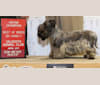 Otto, a Cesky Terrier tested with EmbarkVet.com