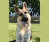 Blitz, a German Shepherd Dog tested with EmbarkVet.com