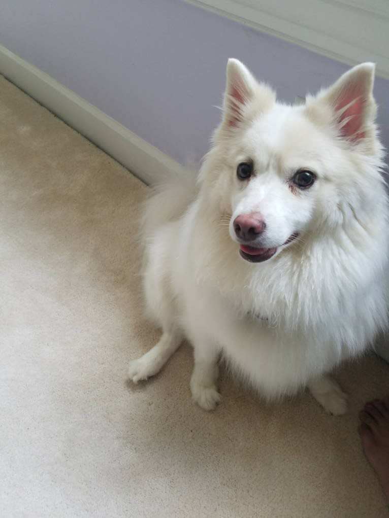 Zoë, an American Eskimo Dog (35.5% unresolved) tested with EmbarkVet.com