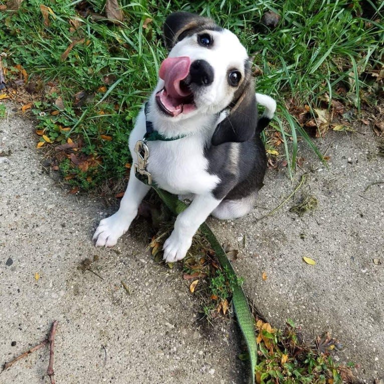 Ernie, a Treeing Walker Coonhound and Miniature/MAS-type Australian Shepherd mix tested with EmbarkVet.com