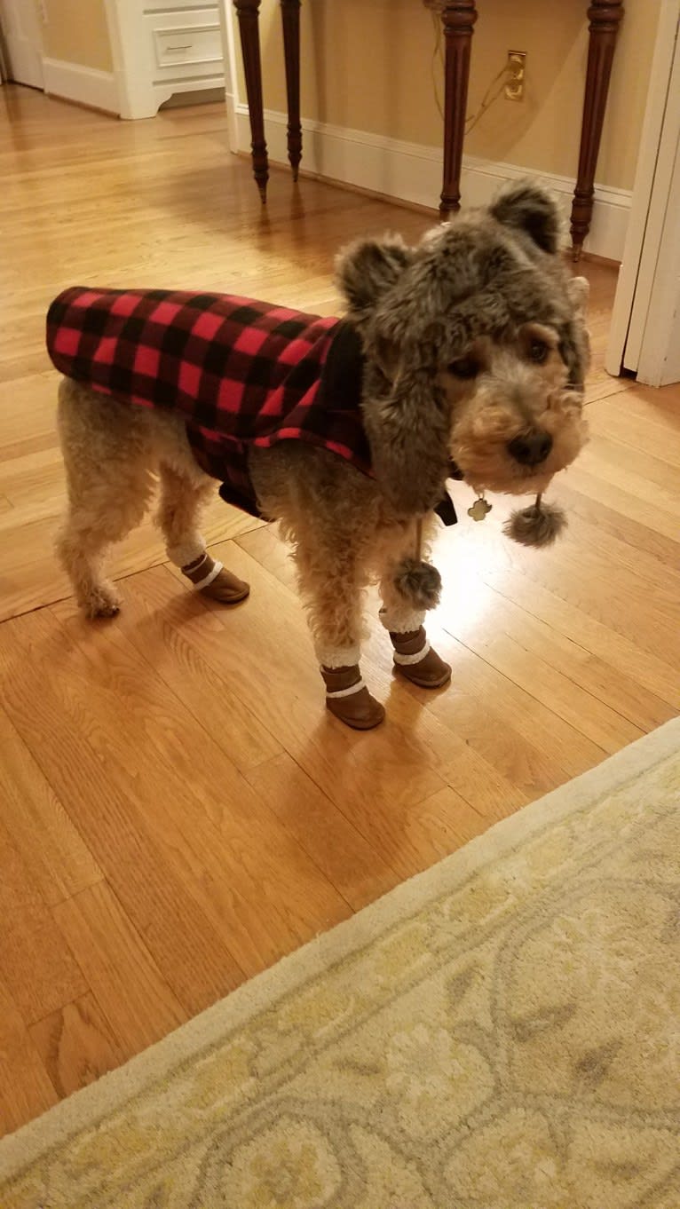 Riley, a Welsh Terrier tested with EmbarkVet.com