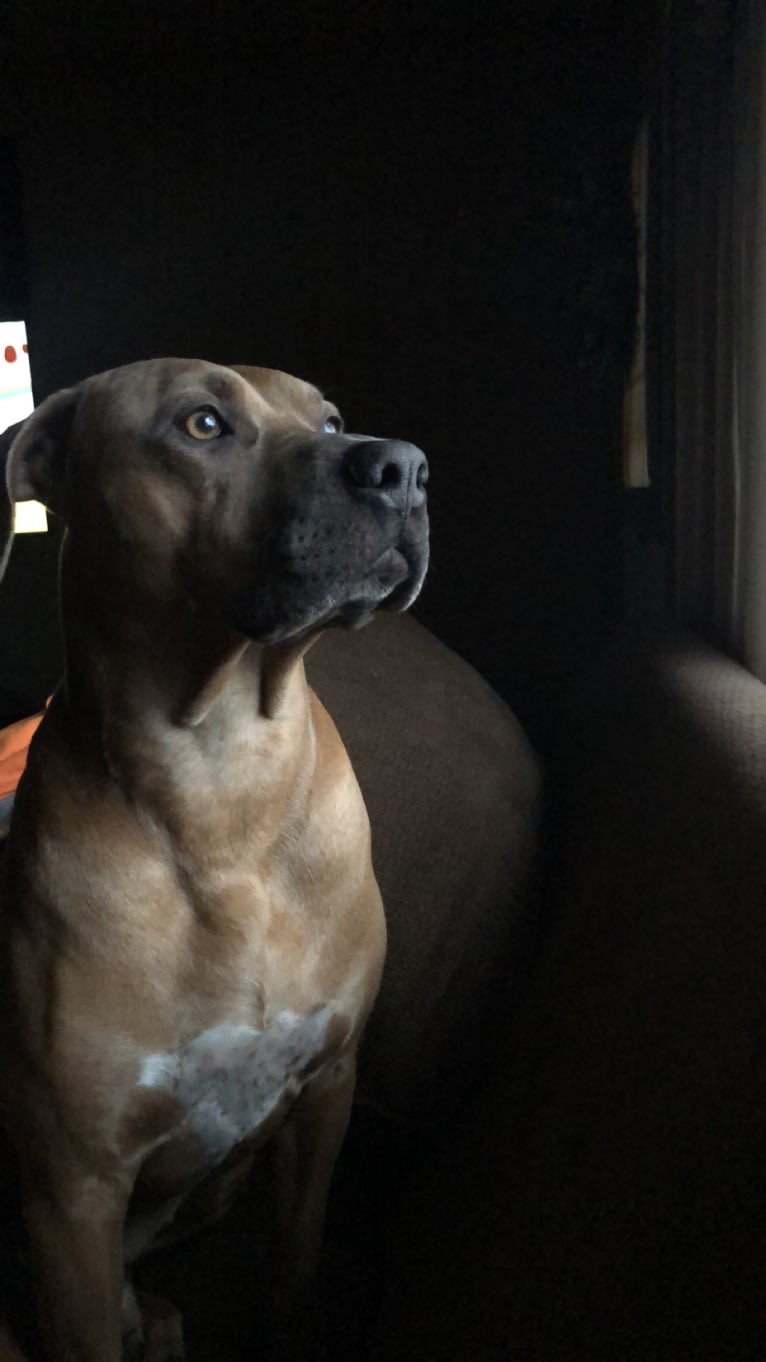 Zeus, an American Pit Bull Terrier and Doberman Pinscher mix tested with EmbarkVet.com