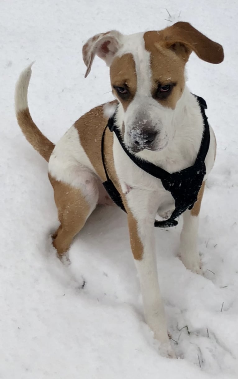 Cody, an American Staffordshire Terrier and American Bulldog mix tested with EmbarkVet.com