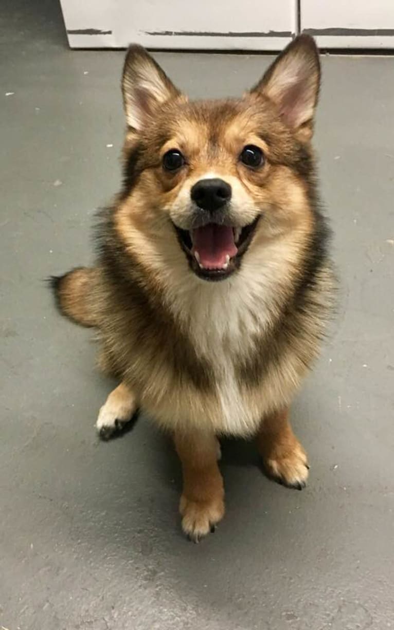 Annabelle, a Pembroke Welsh Corgi and Pomeranian mix tested with EmbarkVet.com