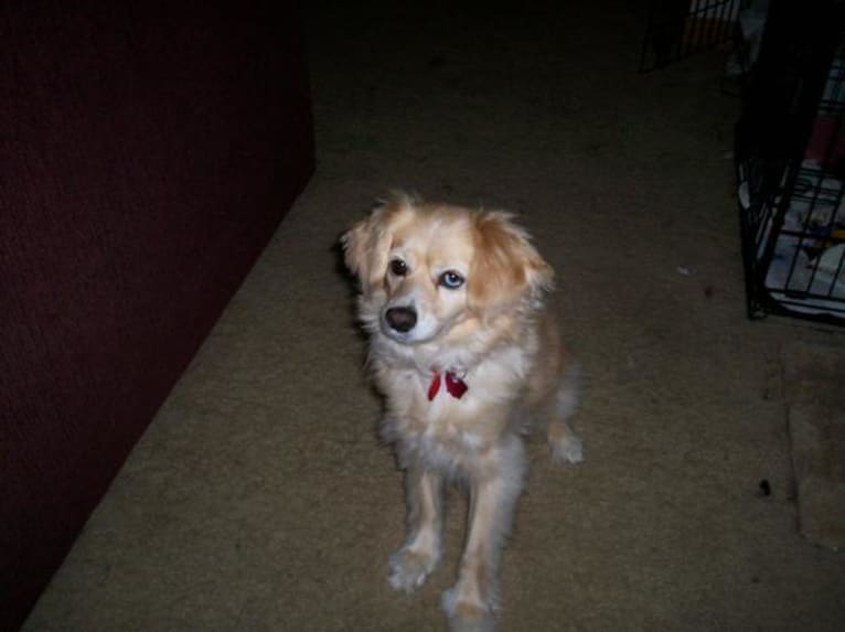 Missy, a Cocker Spaniel and Pomeranian mix tested with EmbarkVet.com