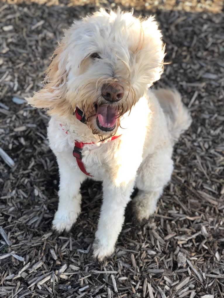 Nala, a Goldendoodle tested with EmbarkVet.com