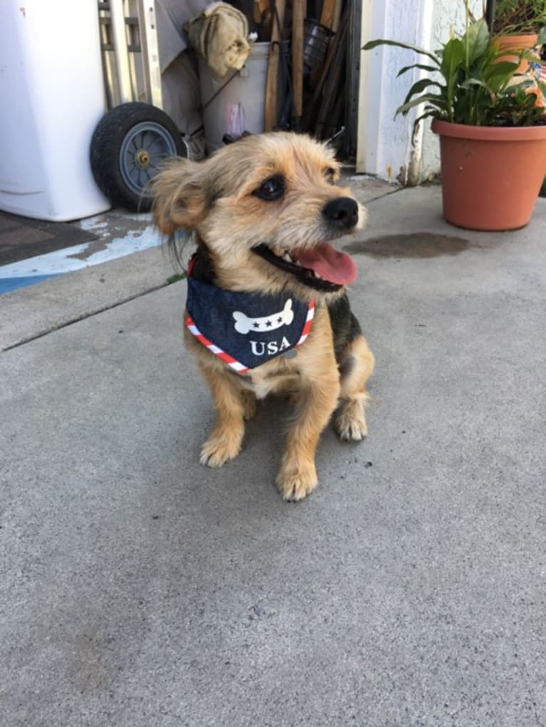 Skipper, a Yorkshire Terrier and Maltese mix tested with EmbarkVet.com