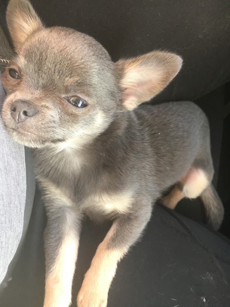 Roxxy, a Chihuahua tested with EmbarkVet.com