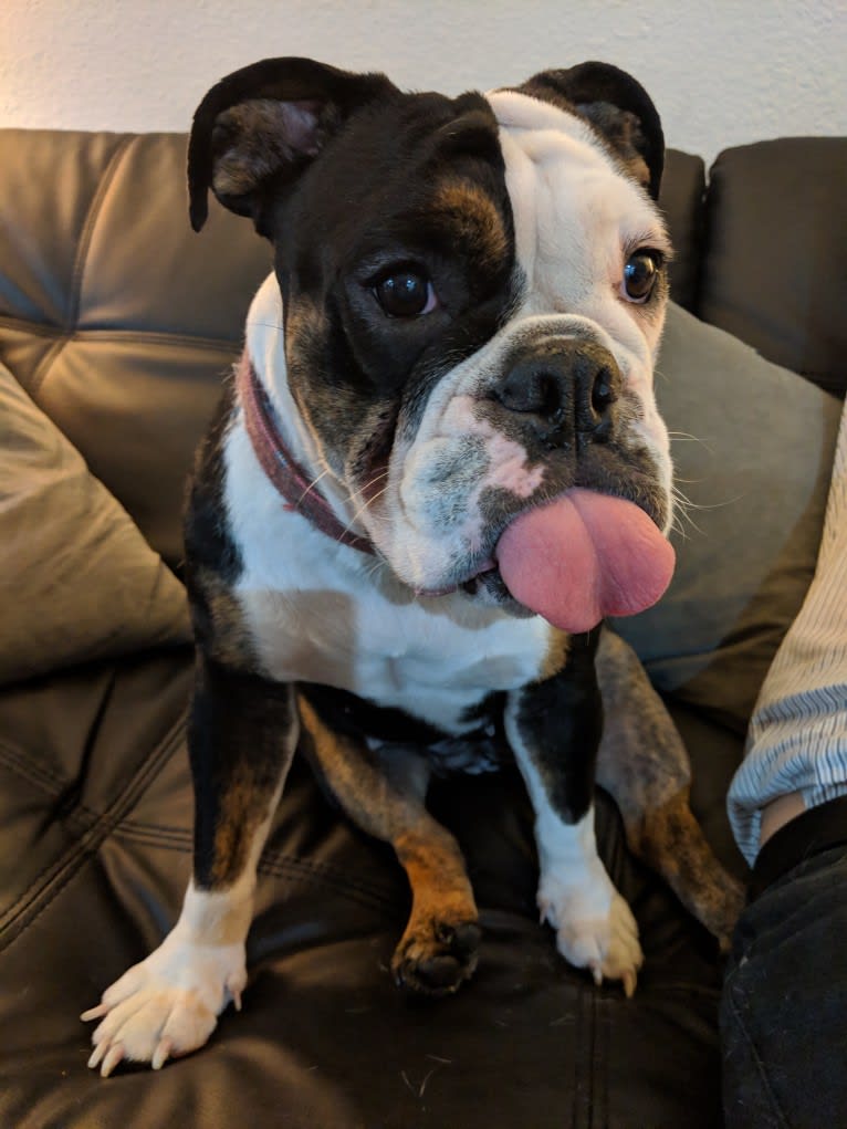 Lily, a Bulldog tested with EmbarkVet.com