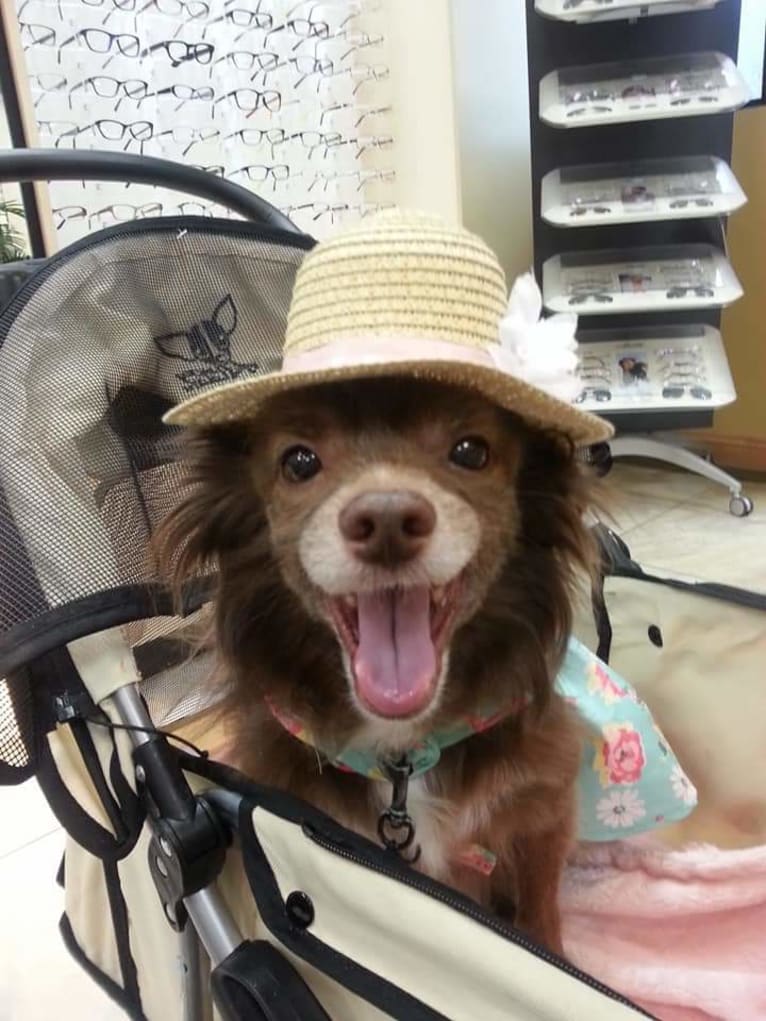 Beary, a Pomchi (13.7% unresolved) tested with EmbarkVet.com