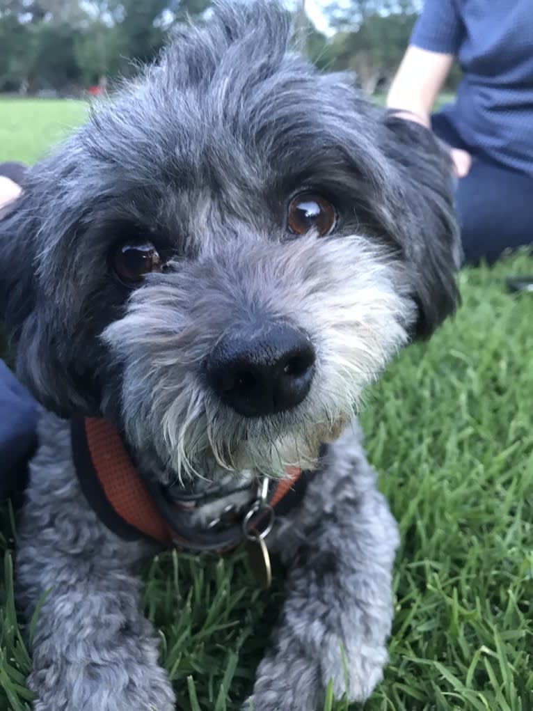 Gordie, a Shih Tzu and Maltese mix tested with EmbarkVet.com