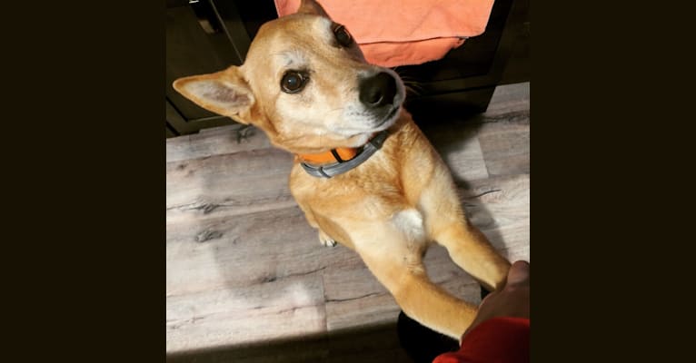 Rat terrier golden retriever mix sales