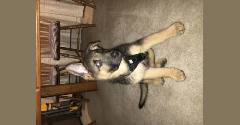 Tiberius, a German Shepherd Dog tested with EmbarkVet.com