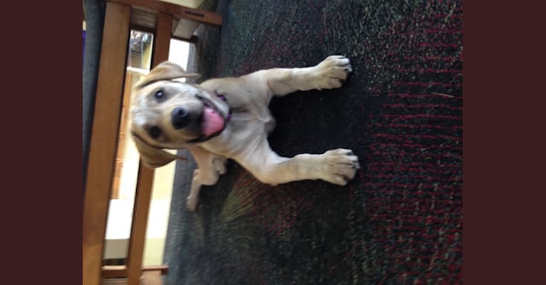 Stella, a Labrador Retriever and Treeing Walker Coonhound mix tested with EmbarkVet.com