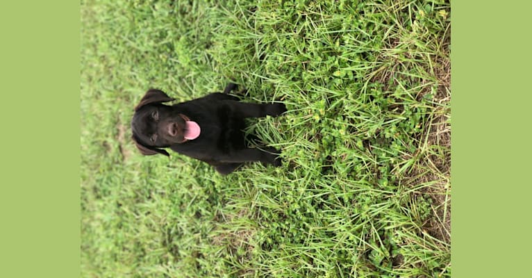Gabbi, a Labrador Retriever tested with EmbarkVet.com