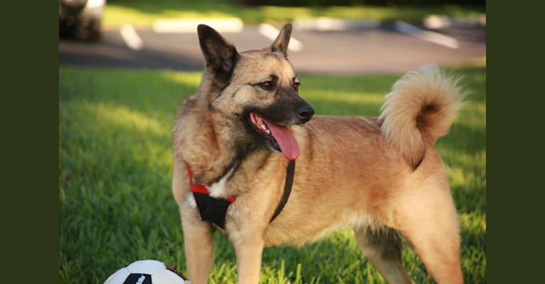 Zena, an American Village Dog and Akita mix tested with EmbarkVet.com