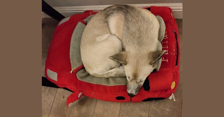 Zima, a Siberian Husky and German Shepherd Dog mix tested with EmbarkVet.com