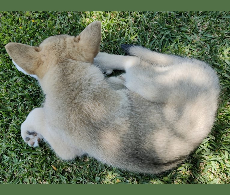 Zima, a Siberian Husky and German Shepherd Dog mix tested with EmbarkVet.com