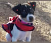 Jackie, a Rat Terrier and Russell-type Terrier mix tested with EmbarkVet.com