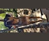 Butch, a Catahoula Leopard Dog tested with EmbarkVet.com