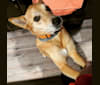Lola, a Siberian Husky and Rat Terrier mix tested with EmbarkVet.com