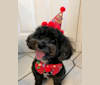 Mickey, a Poodle (Small) and Yorkshire Terrier mix tested with EmbarkVet.com