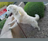 Galadriel, a Maremma Sheepdog tested with EmbarkVet.com