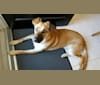 Duncan, a German Shepherd Dog and Chow Chow mix tested with EmbarkVet.com